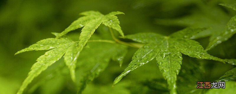 植物叶尖焦叶怎么办图片 植物叶尖焦叶怎么办