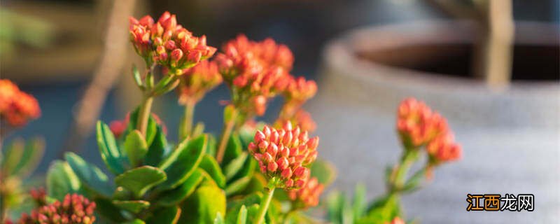 长寿花五月份还能开花吗图片 长寿花五月份还能开花吗