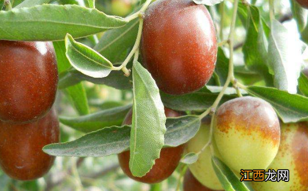 吃哪些维生素有助于抗衰老?女性抗衰老有什么方法?