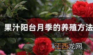 果汁阳台月季的养殖方法和注意事项 果汁阳台月季如何养殖