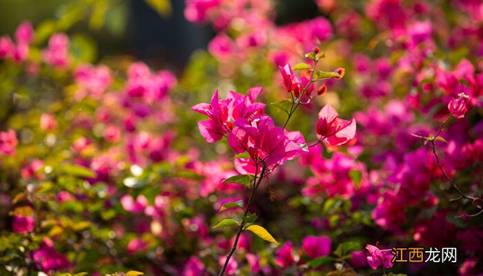 杜鹃花期多长时间 杜鹃花期