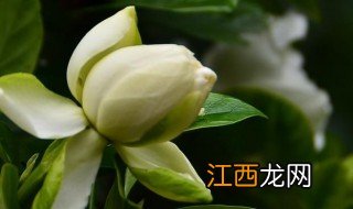 枝枝花怎么养 枝枝花的养殖方式