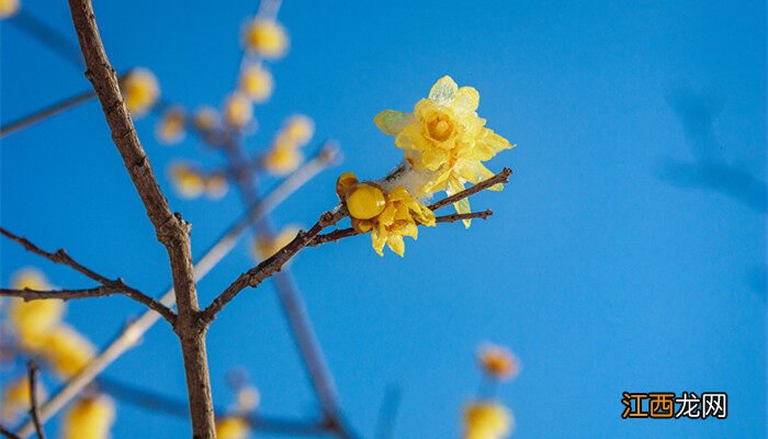 腊梅花花语和寓意 腊梅花花语