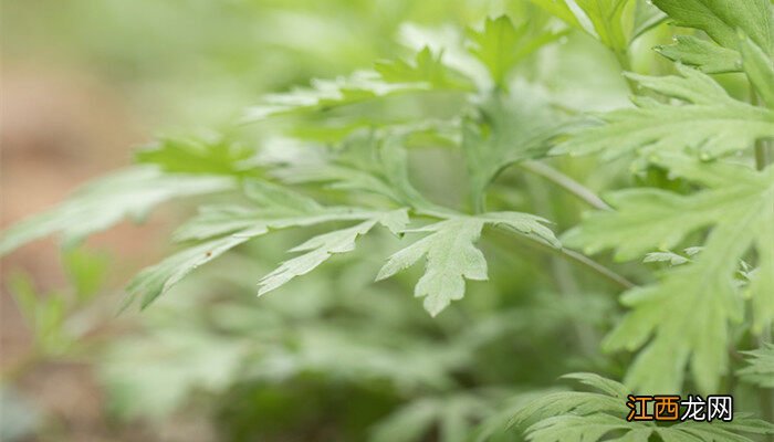 茵陈与艾草的区别图片 茵陈与艾草的区别