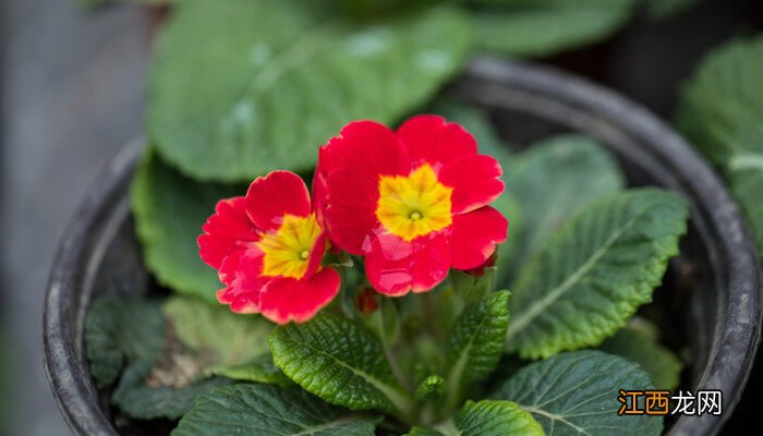 报春花花语和寓意 报春花花语