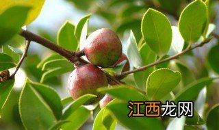 茶油树种植需要哪些地理条件气候条件 茶油树种植的相关知识