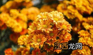 姬小菊地栽耐寒多少度 姬小菊地栽耐寒的温度介绍