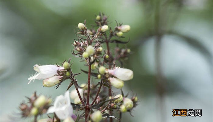 钓钟柳的种植方法和注意事项 钓钟柳的种植方法