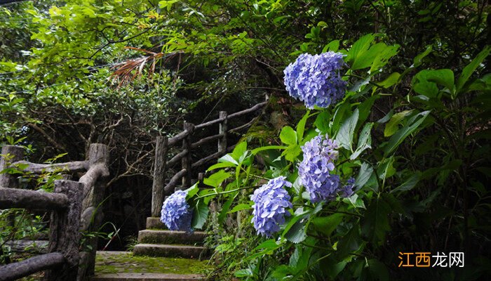 八仙花的养殖方法和注意事项 八仙花的养殖方法