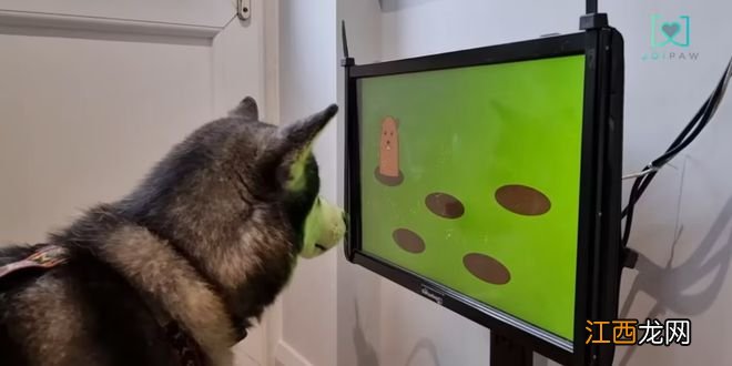 研究表明电子游戏对老犬健康有益,于是一款狗类主机诞生