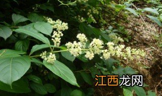 雷公藤是什么植物 雷公藤属于什么呢