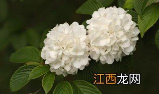 中华木绣球是不是琼花 中华木绣球到底属不属于琼花