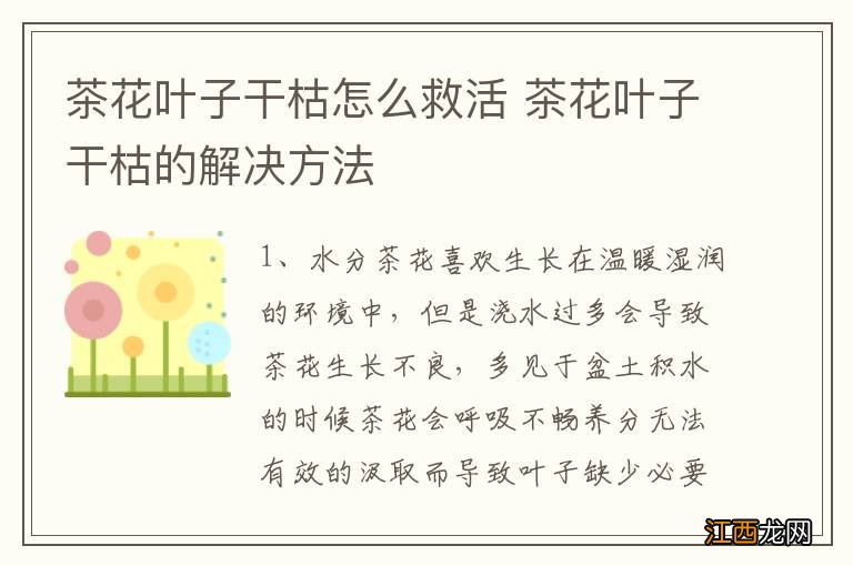 茶花叶子干枯怎么救活 茶花叶子干枯的解决方法