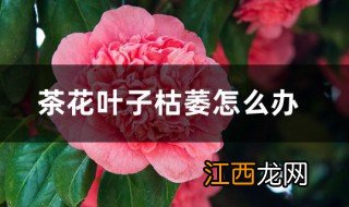 茶花叶子干枯怎么救活 茶花叶子干枯的解决方法