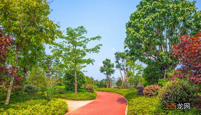 龙血树夏天多长时间浇一次水合适 龙血树夏天多长时间浇一次水