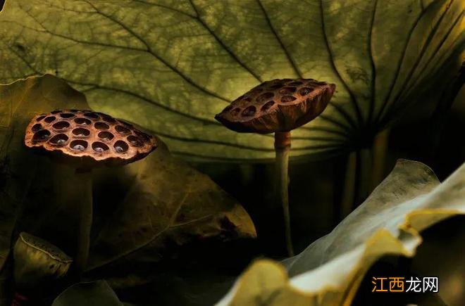 远远望去像小灯笼!杭州这里的栾树惊艳了秋天