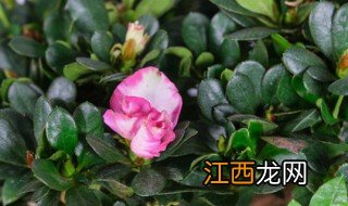 牡丹花叶子下垂补救 牡丹花叶子下垂的解决方法