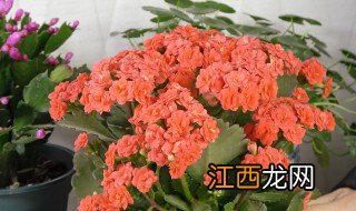 长寿花有多少种 长寿花的品种都有哪些