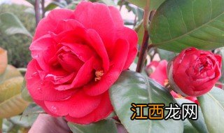 山茶花有果实吗 山茶花有没有果子