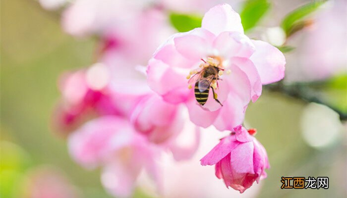 海棠盆景几月份修剪最好 海棠盆景几月份修剪