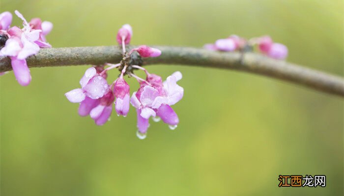 2月是什么季节的水果 2月是什么季节