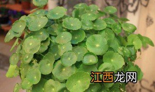 铜钱草喜欢阳光吗 铜钱草喜光吗