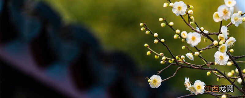 梅花是冬季开吗还是夏季 梅花是冬季开吗