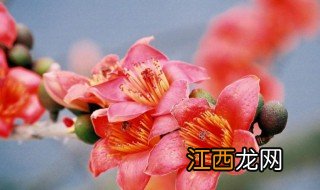 木棉花的花蕊是什么颜色的 木棉花的花蕊颜色介绍