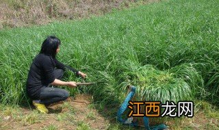 草种子怎么播种 草种子如何播种