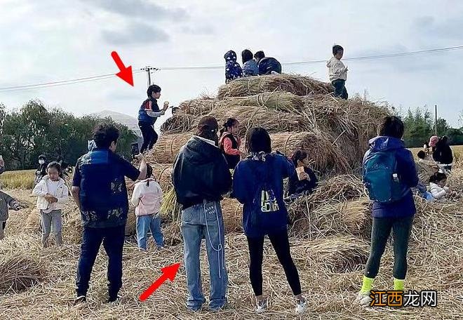 Baby带5岁儿子体验割稻谷,与素人妈妈打成一片还在稻田吃大锅饭