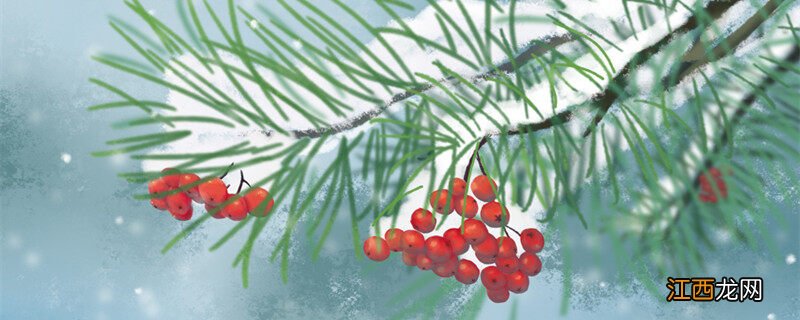 花楸树图片 花楸树的象征意义