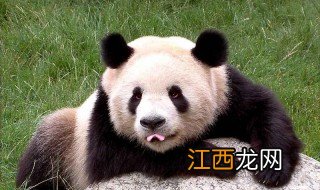 大熊猫简介 大熊猫的相关知识