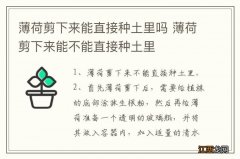 薄荷剪下来能直接种土里吗 薄荷剪下来能不能直接种土里