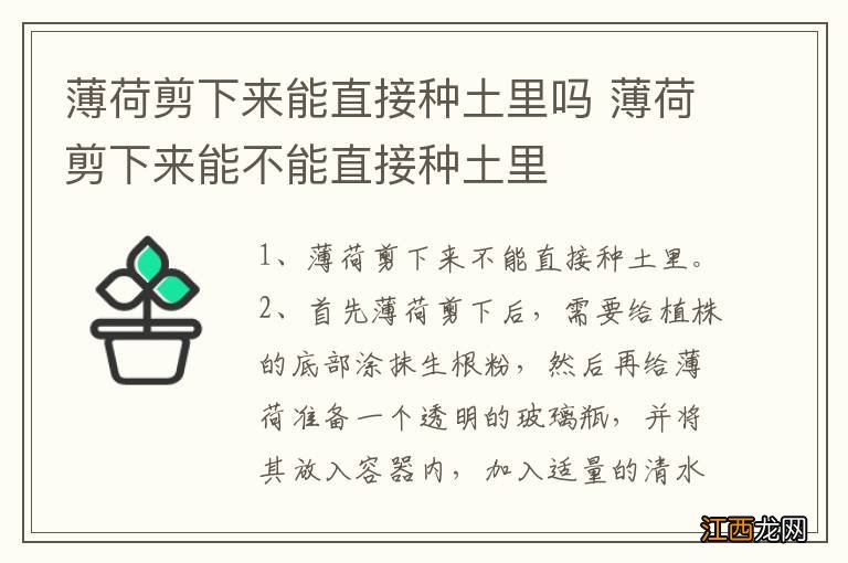 薄荷剪下来能直接种土里吗 薄荷剪下来能不能直接种土里