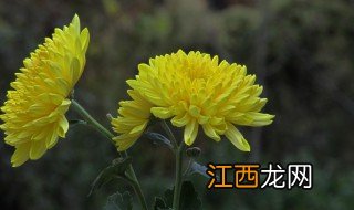 菊花有什么种类 菊花介绍