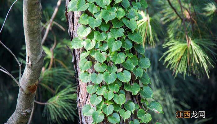 爬山虎怎么种植 爬山虎怎么种植方法