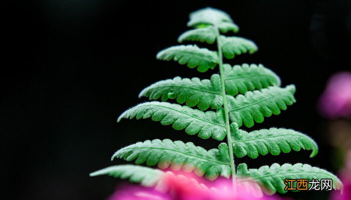 蕨类植物怎么浇水视频 蕨类植物怎么浇水