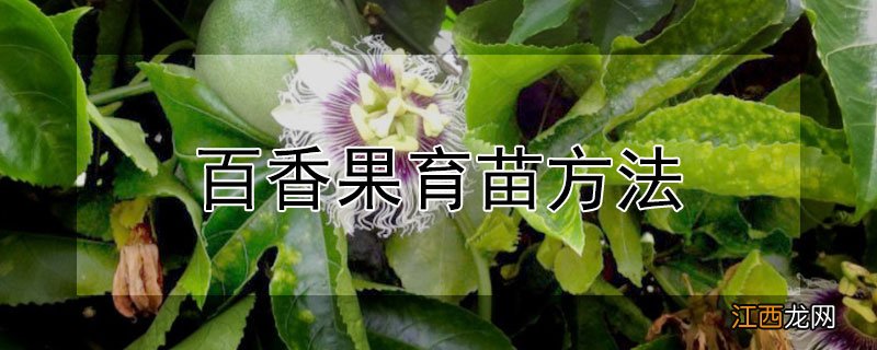 百香果育苗方法