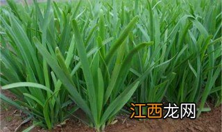 韭菜籽怎么种韭菜籽种植最简单方法 韭菜播种方式详解