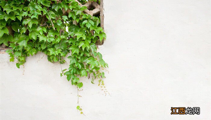 爬山虎图片 爬山虎是什么植物