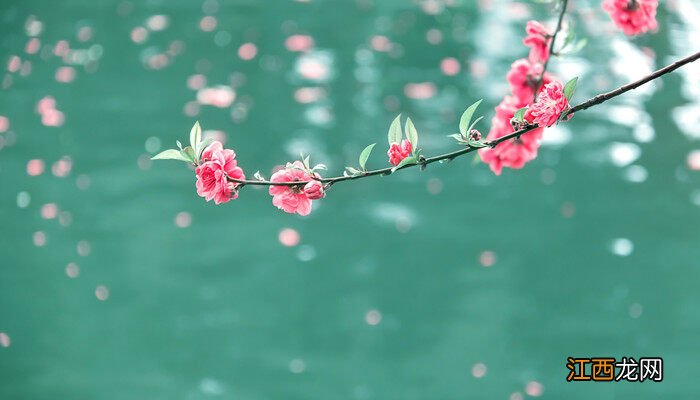 桃花什么时候开花季节是春天吗 桃花什么时候开花季节