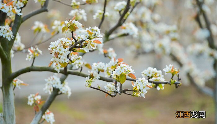 3月开的白色的花是什么树呢 3月开的白色的花是什么树