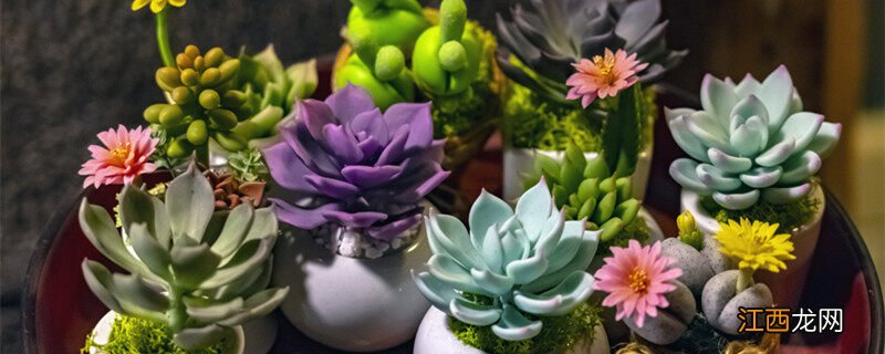 多肉繁殖方法教程视频 多肉繁殖方法