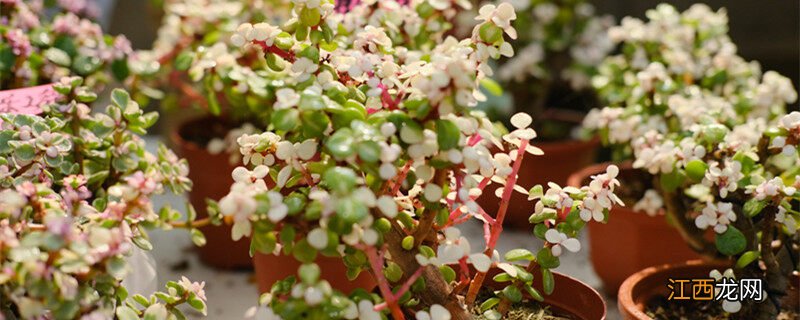 金枝玉叶的寓意和象征风水 金枝玉叶的寓意和象征