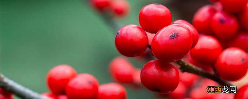 冬青花语的介绍 冬青花语