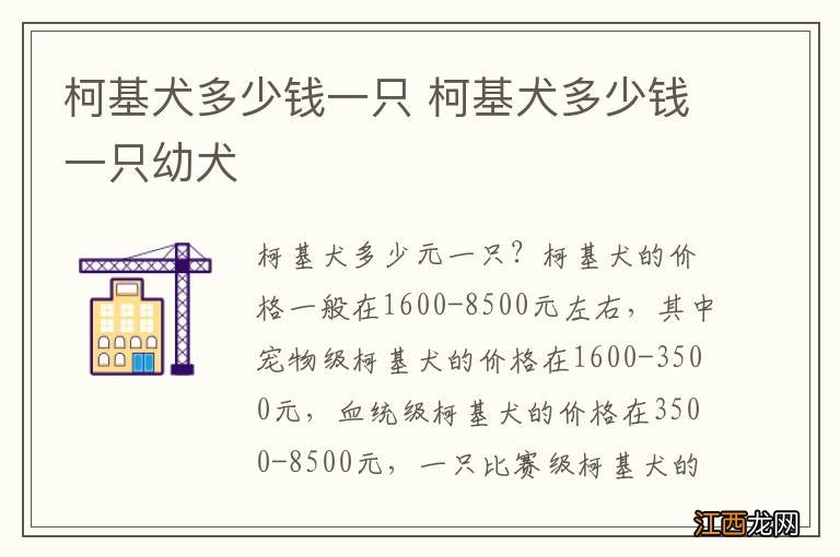 柯基犬多少钱一只 柯基犬多少钱一只幼犬