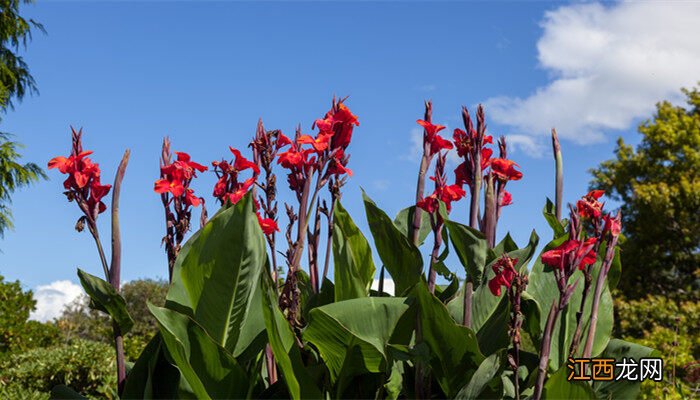 美人蕉根怎样栽种视频 美人蕉根怎样栽种