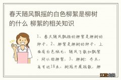 春天随风飘摇的白色柳絮是柳树的什么 柳絮的相关知识