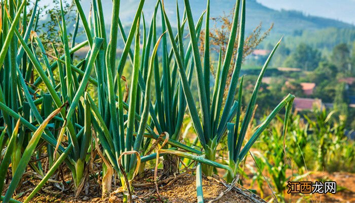 葱叶长白斑点是什么能吃吗 葱叶长白斑点是什么