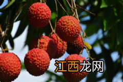 夏季长痘在饮食上要注意哪些？夏季长痘痘吃什么好？